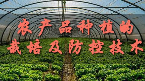 教学计划 